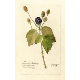 Deborah Griscom Passmore - Rubus Everblooming.webp