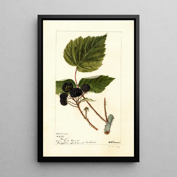 Rubus Gault - Deborah Griscom Passmore — framed artwork on a wall