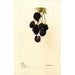 Rubus Lawton - Deborah Griscom Passmore — vista de la obra