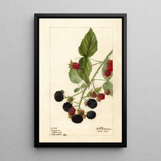 Deborah Griscom Passmore - Rubus Reward.webp