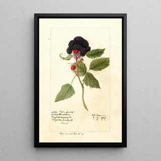 Deborah Griscom Passmore - Rubus Winfield.webp