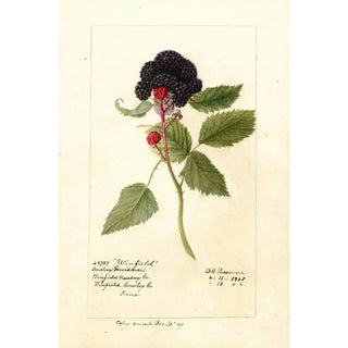 Deborah Griscom Passmore - Rubus Winfield.webp