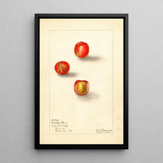 Deborah Griscom Passmore - Spondias purpurea Scarlet Plum.webp
