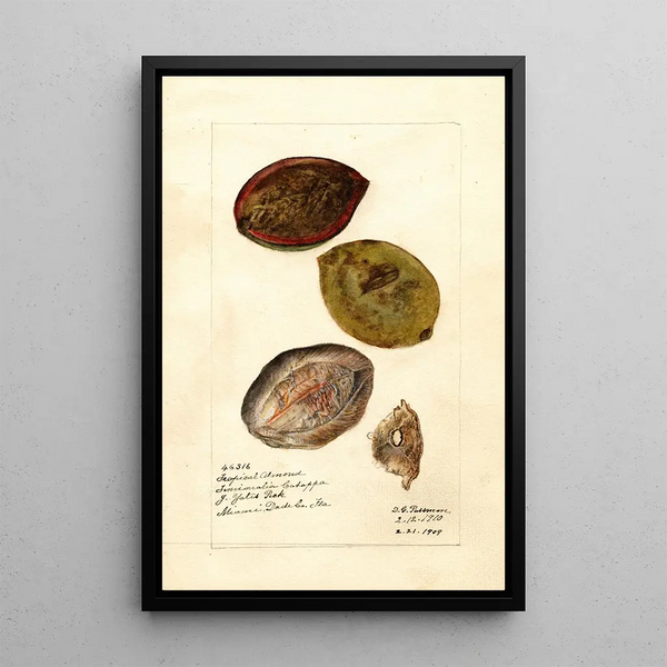 Terminalia catappa - Deborah Griscom Passmore | Cuadro — cuadro enmarcado en la pared