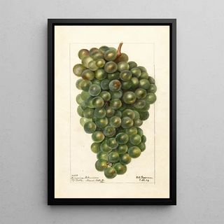 Deborah Griscom Passmore - Vitis Hungarian Millenium.webp