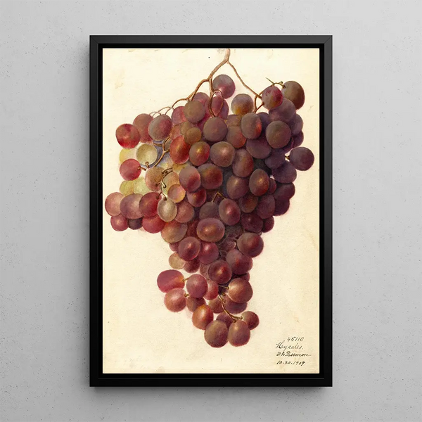 Vitis Hycales - Deborah Griscom Passmore — cuadro enmarcado en la pared