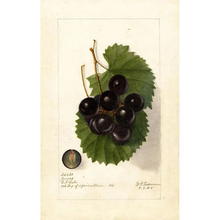 Deborah Griscom Passmore - Vitis James.webp