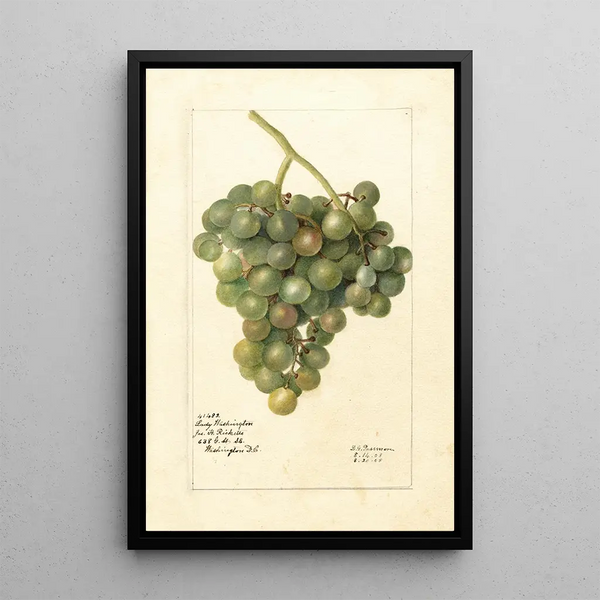 Vitis Lady Washington - Deborah Griscom Passmore — cuadro enmarcado en la pared