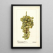 Vitis Madeleine Blanche de Jacques - Deborah Griscom Passmore — cuadro enmarcado en la pared