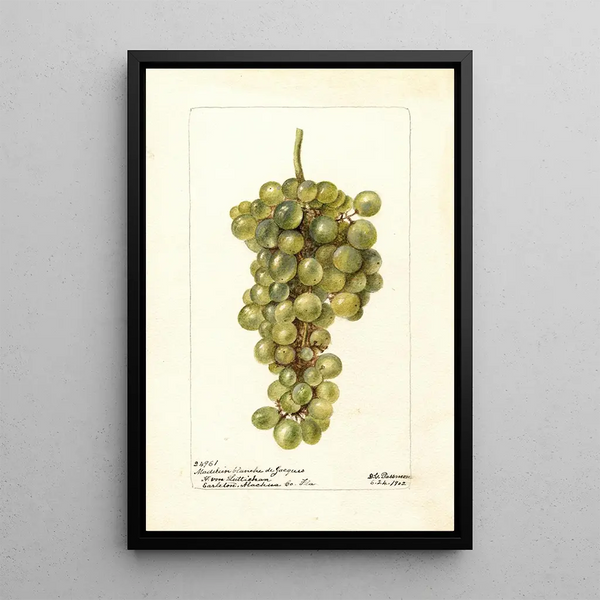 Vitis Madeleine Blanche de Jacques - Deborah Griscom Passmore — cuadro enmarcado en la pared