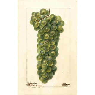 Deborah Griscom Passmore - Vitis Sawignon Vert.webp