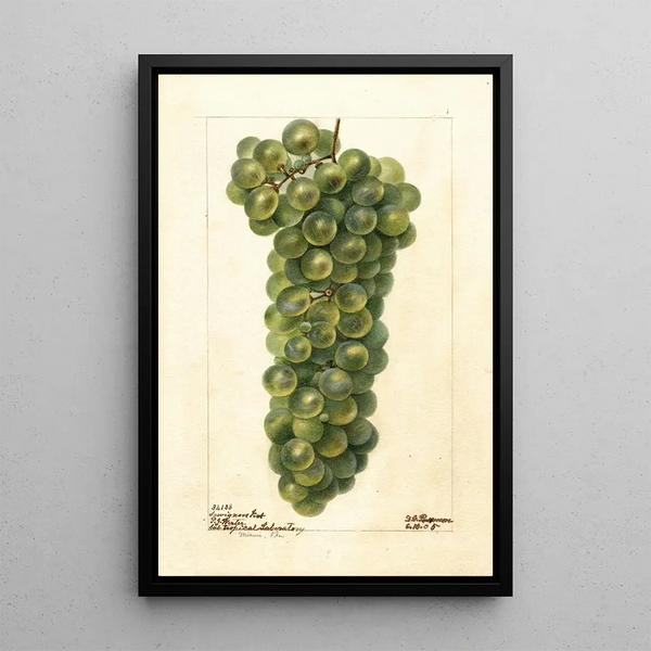 Vitis Sauvignon Vert - Deborah Griscom Passmore — cuadro enmarcado en la pared