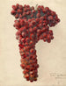 Vitis Sultanina Rosea - Deborah Griscom Passmore — vista de la obra