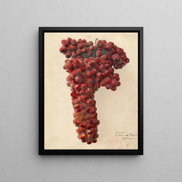 Vitis Sultanina Rosea - Deborah Griscom Passmore — framed artwork on a wall
