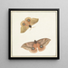 Dos mariposas - Paulus Knogh — cuadro enmarcado en la pared