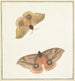 Dos mariposas - Paulus Knogh — vista de la obra