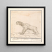 Drievingerige luiaard Bradypus Luijaerd ignavus lunau lai le paresseux - Anselmus Botius de Boodt — framed artwork on a wall