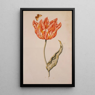 Dutch School - An Orange And Yellow Tulip With A Butterfly.webp