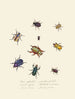 Un resumen de la historia natural de los insectos de Nueva Guinea Nueva Zelanda Pl01 - Edward Donovan — vista de la obra