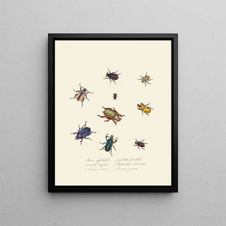 Edward Donovan - An epitome of the natural history of the insects of New Holland New Zealand Pl01.webp
