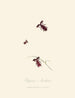Un resumen de la historia natural de los insectos de Nueva Guinea Nueva Zelanda Pl02 - Edward Donovan — vista de la obra