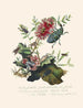 Un resumen de la historia natural de los insectos de Nueva Guinea Nueva Zelanda Pl03 - Edward Donovan — vista de la obra