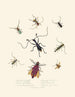 Un resumen de la historia natural de los insectos de Nueva Guinea Nueva Zelanda Pl04 - Edward Donovan — vista de la obra