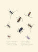 Un resumen de la historia natural de los insectos de Nueva Holanda Nueva Zelanda Pl05 - Edward Donovan — vista de la obra