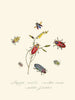 A summary of the natural history of insects from New Holland New Zealand Pl06 - Edward Donovan — artwork view