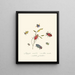 A summary of the natural history of insects from New Holland New Zealand Pl06 - Edward Donovan — framed artwork on a wall
