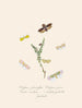 A summary of the natural history of insects from New Holland New Zealand Pl08 - Edward Donovan — artwork view