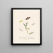 A summary of the natural history of insects from New Holland New Zealand Pl08 - Edward Donovan — framed artwork on a wall