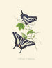 A summary of the natural history of insects from New Holland New Zealand Pl15 - Edward Donovan — artwork view