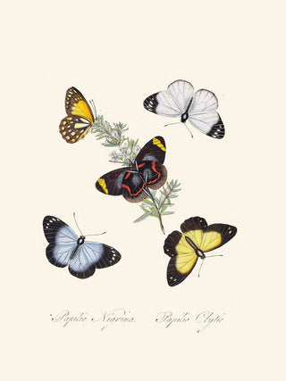 Edward Donovan - An epitome of the natural history of the insects of New Holland New Zealand Pl18.webp