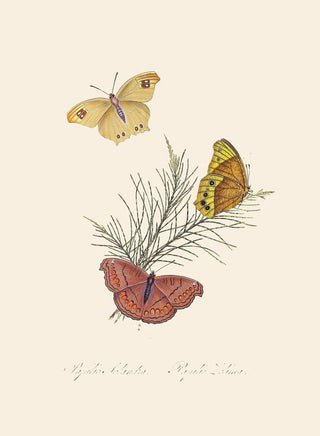 Edward Donovan - An epitome of the natural history of the insects of New Holland New Zealand Pl22.webp