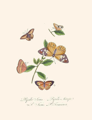 Edward Donovan - An epitome of the natural history of the insects of New Holland New Zealand Pl27.webp