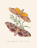 Un resumen de la historia natural de los insectos de Nueva Guinea Nueva Zelanda Pl32 - Edward Donovan — vista de la obra