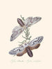 Un resumen de la historia natural de los insectos de Nueva Guinea Nueva Zelanda Pl36 - Edward Donovan — vista de la obra