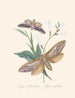 Un resumen de la historia natural de los insectos de Nueva Guinea Nueva Zelanda Pl37 - Edward Donovan — vista de la obra