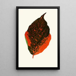 Edward Joseph Lowe - Acalypha Tricolor.webp