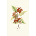 Acer negundo - Edward Joseph Lowe — vista de la obra