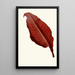 Canna atronigricans - Edward Joseph Lowe — framed artwork on a wall