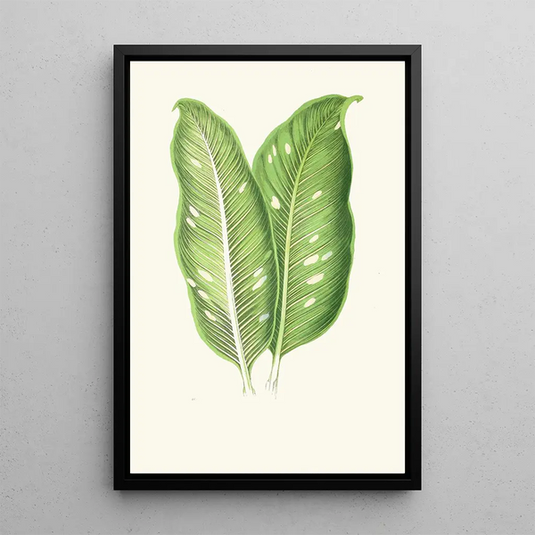 Dieffenbachia Baraquiniana - Edward Joseph Lowe — cuadro enmarcado en la pared