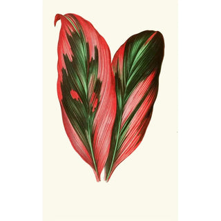 Edward Joseph Lowe - Dracaena Terminalis.webp