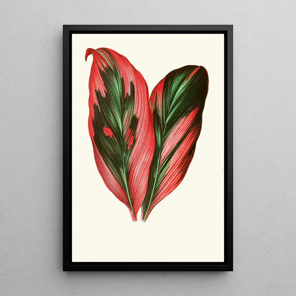 Dracaena Terminalis - Edward Joseph Lowe — cuadro enmarcado en la pared