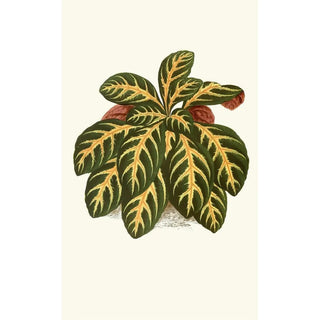 Edward Joseph Lowe - Eranthemum Igneum.webp