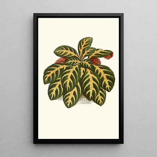 Eranthemum Igneum - Edward Joseph Lowe — cuadro enmarcado en la pared