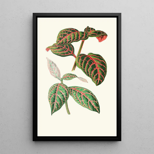 Eranthemum Sanguinolentum - Edward Joseph Lowe — cuadro enmarcado en la pared