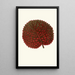 Gesneria Exoniensis - Edward Joseph Lowe — cuadro enmarcado en la pared