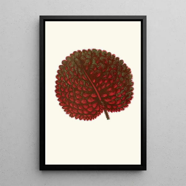 Gesneria Exoniensis - Edward Joseph Lowe — cuadro enmarcado en la pared